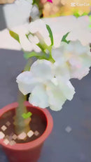 Desert Rose - 500ml - Soil Field Fertilizer