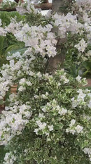 Brilho Verde – Fertilizante Foliar para Folhagens Vibrantes